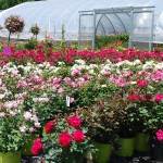 A selection of Knockout Roses